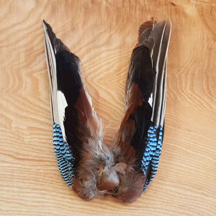Veniard Blue Jay Wings
