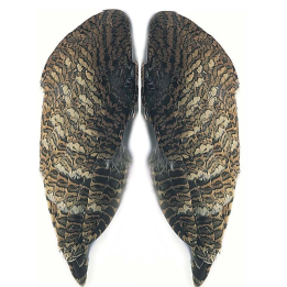 Veniard Woodcock Wings