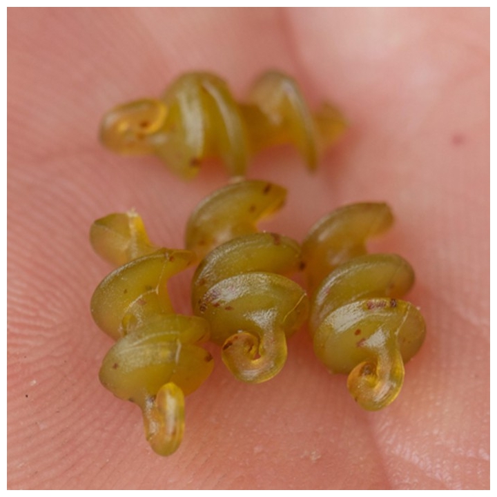 Korum Smokescreen Meat Screws