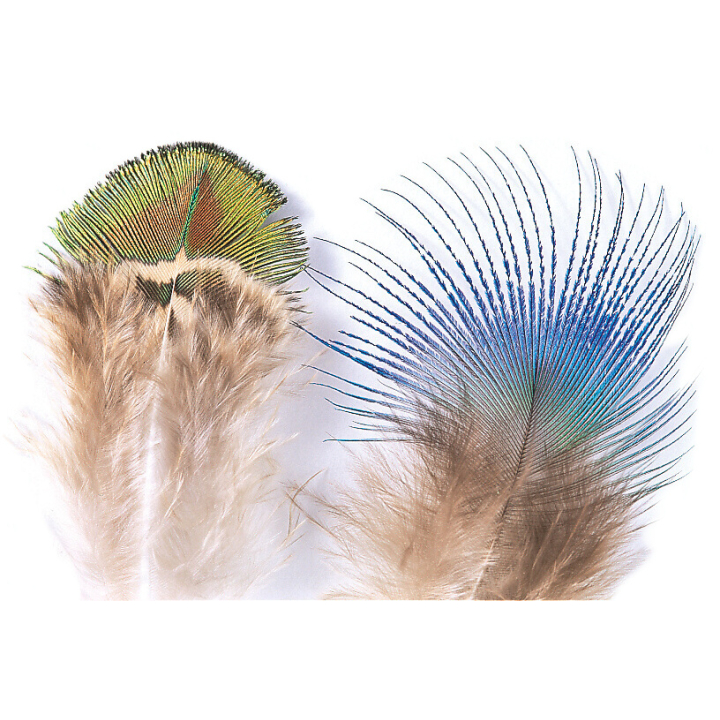 Veniard Peacock Gold Body